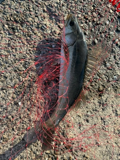 ハネ（マルスズキ）の釣果