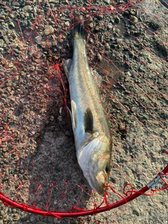 ハネ（マルスズキ）の釣果