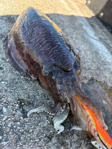 コウイカの釣果