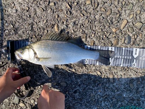 フッコ（ヒラスズキ）の釣果