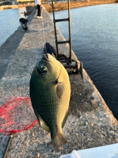グレの釣果