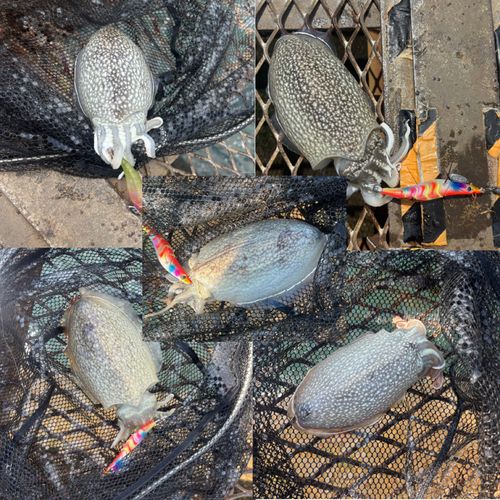 シリヤケイカの釣果