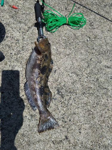 アイナメの釣果