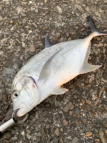 メッキの釣果