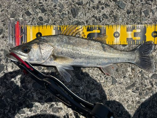 セイゴ（マルスズキ）の釣果