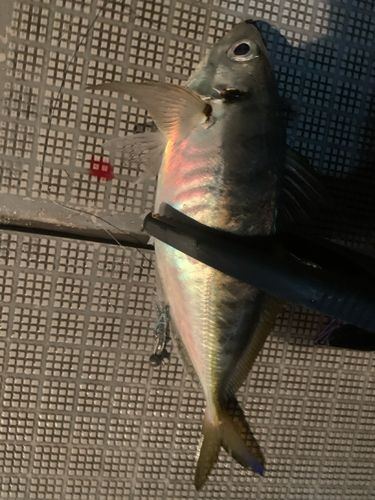 マアジの釣果
