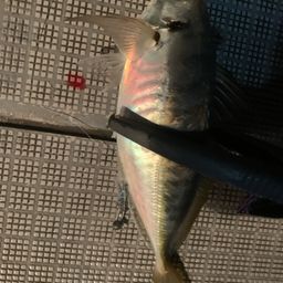 マアジ