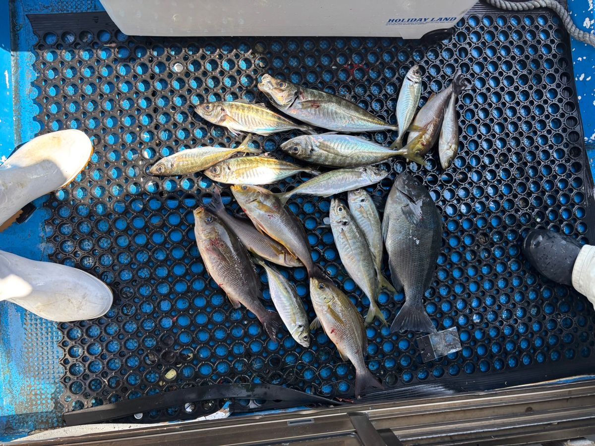 清和丸さんの釣果 3枚目の画像