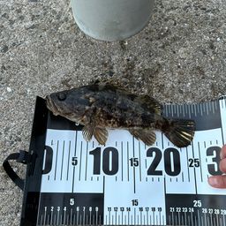 タケノコメバル