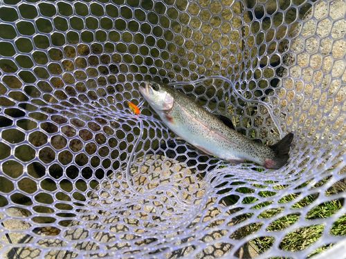 ニジマスの釣果