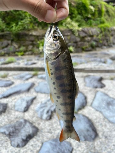 ヤマメの釣果