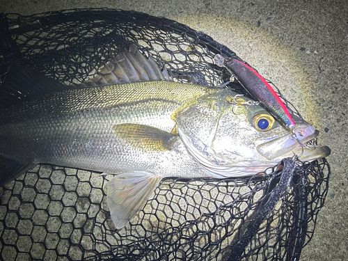 フッコ（マルスズキ）の釣果