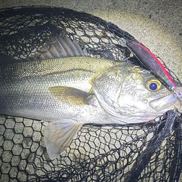 フッコ（マルスズキ）