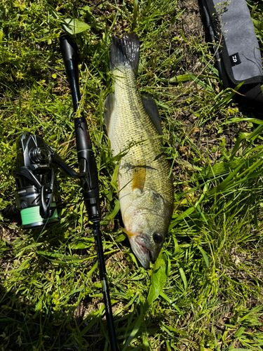 ブラックバスの釣果