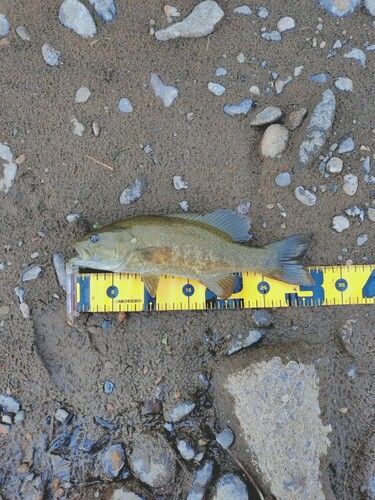 スモールマウスバスの釣果