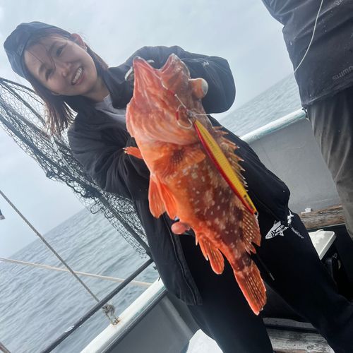 ウッカリカサゴの釣果