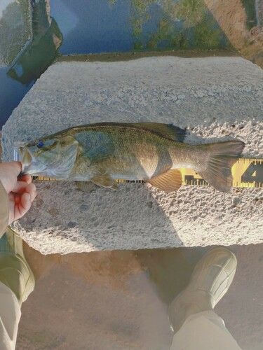 スモールマウスバスの釣果