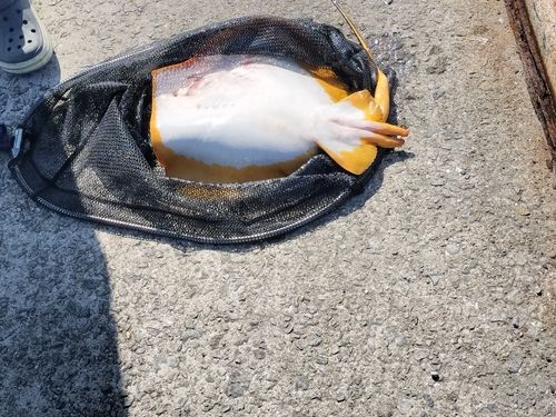 エイの釣果