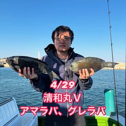 グレ