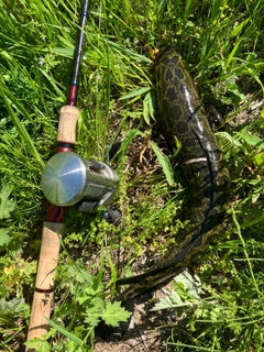 ライギョの釣果
