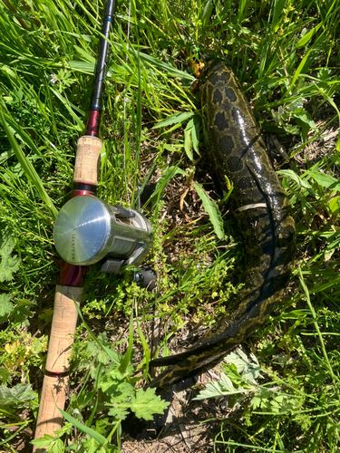 ライギョの釣果