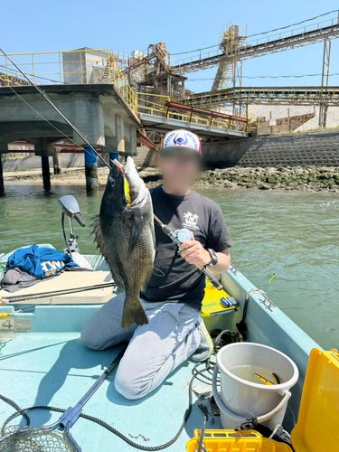 チヌの釣果