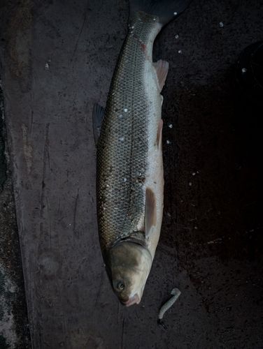 ウグイの釣果