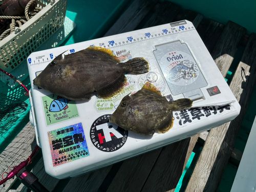 カワハギの釣果