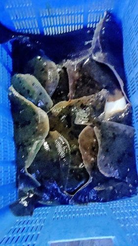 マガレイの釣果