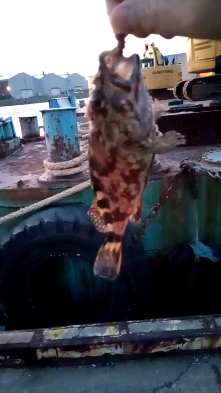 カサゴ