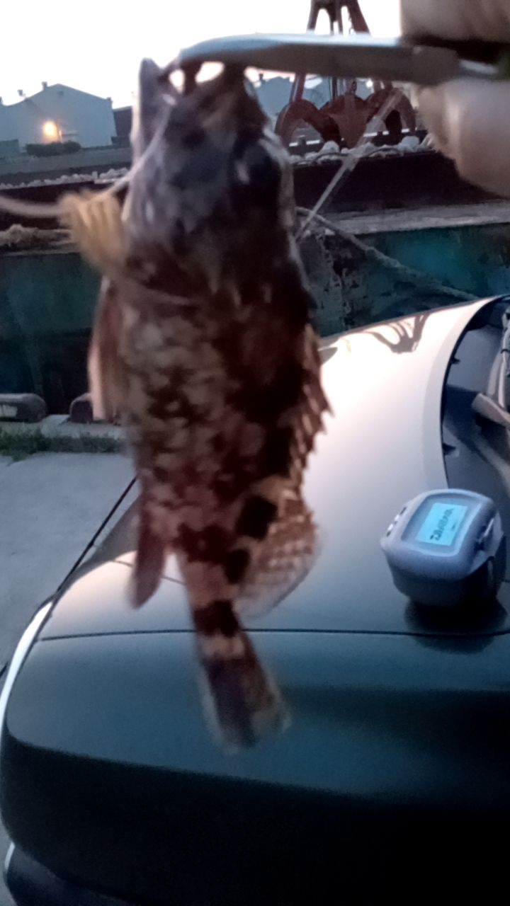 カサゴ