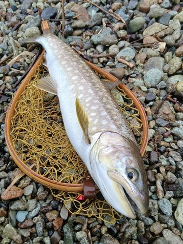アメマスの釣果