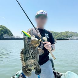 チャイロマルハタ