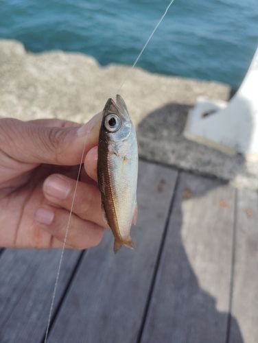 ムツの釣果