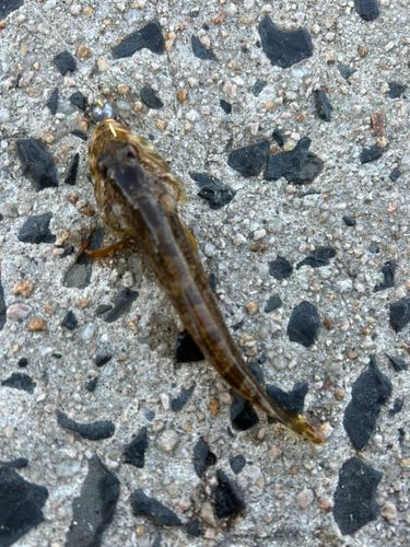 アナハゼの釣果