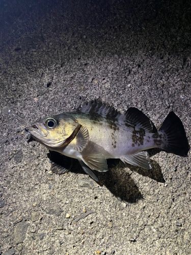 クロメバル