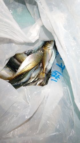 アジの釣果