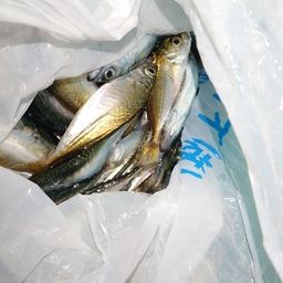 アジ