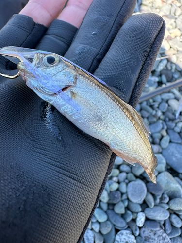 クロムツの釣果