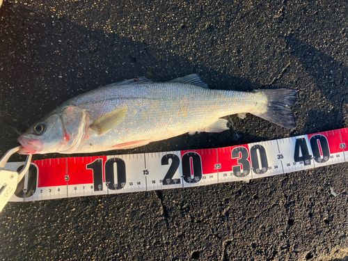 セイゴ（マルスズキ）の釣果
