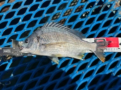 キビレの釣果