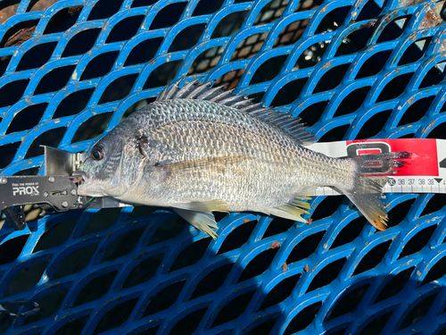 キビレの釣果