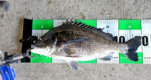 クロダイの釣果