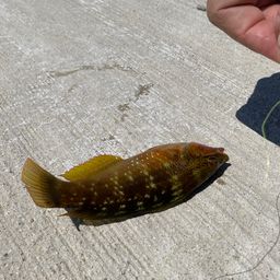タケノコメバル