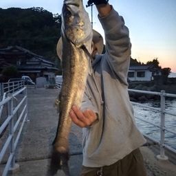 シーバス