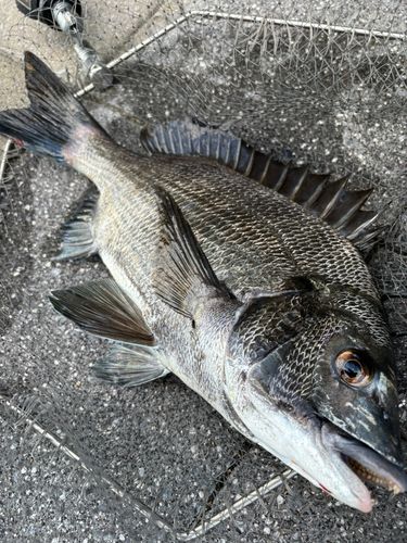 クロダイの釣果