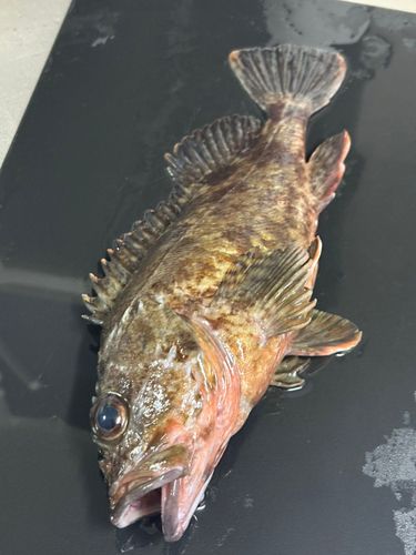 タケノコメバルの釣果