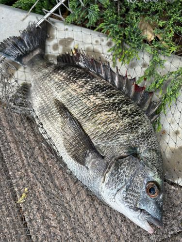 クロダイの釣果