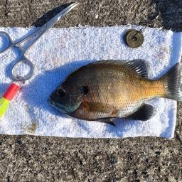 ブルーギル