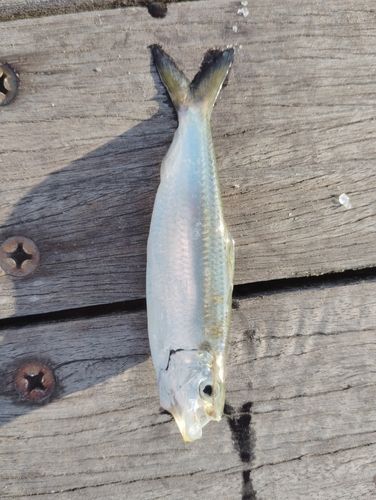 サッパの釣果
